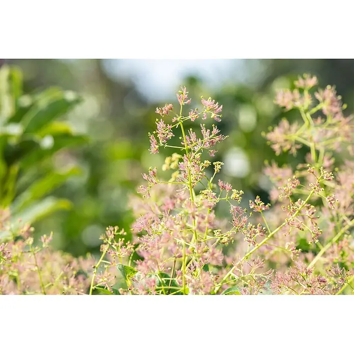 Pflanzen für dich Perückenstrauch 100-125 cm - Cotinus coggygria, 100 cm - 125 cm - Zarte rosa Blüten an grünen Stängeln, die eine weiche, natürliche Textur erzeugen.