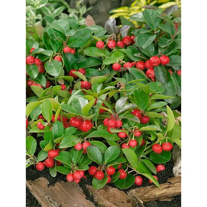 Pflanzen für dich Scheinbeere 20-25 cm - Gaultheria itoana - Grüne Pflanze mit glänzenden Blättern und vielen leuchtend roten Beeren, wachsend im Garten zwischen Holz.
