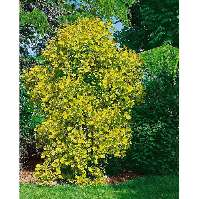 Pflanzen für dich Perückenstrauch 100-125 cm - Cotinus coggygria, 100 cm - 125 cm - Lebhaft gelb-grüner Strauch mit runden Blättern, hochgewachsen inmitten dunklerer grüner Pflanzen in einem Garten.