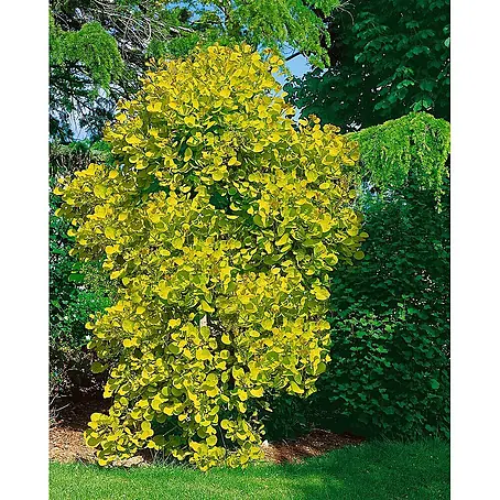 Pflanzen für dich  Perückenstrauch 100-125 cm