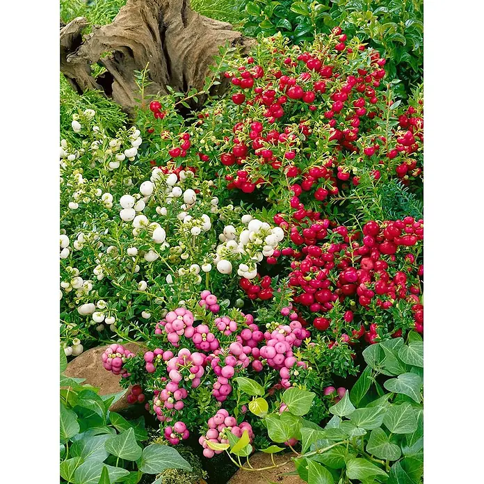 Pflanzen für dich Scheinbeere 20-25 cm - Gaultheria itoana - Bunte Gartenpflanzen mit roten, weißen und rosa Beerenbüscheln.