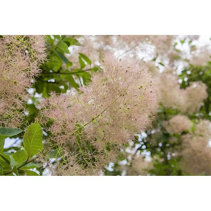 Pflanzen für dich Perückenstrauch 100-125 cm - Cotinus coggygria, 100 cm - 125 cm - Rosafarbene, flaumige Blütenstände eines Perückenstrauchs mit grünen Blättern.