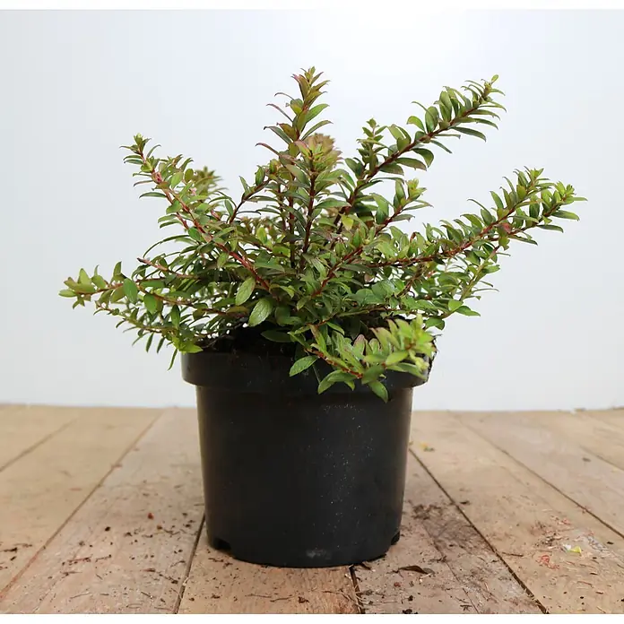 Pflanzen für dich Scheinbeere 20-25 cm - Gaultheria itoana - Kleine buschige Pflanze mit grünen Blättern und rötlichen Stielen in einem schwarzen Plastiktopf.