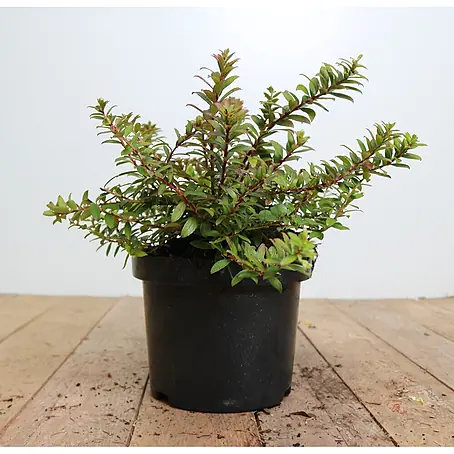 Pflanzen für dich  Scheinbeere 20-25 cm