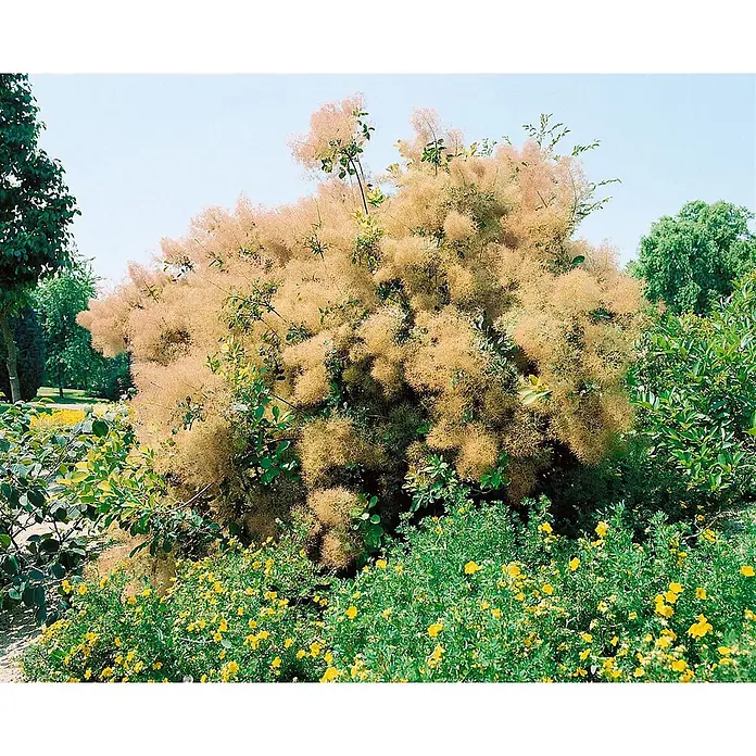 Pflanzen für dich Perückenstrauch 100-125 cm - Cotinus coggygria, 100 cm - 125 cm - Großer Perückenstrauch mit flauschigen, rosabraunen Blütenständen in einem sonnigen Garten.