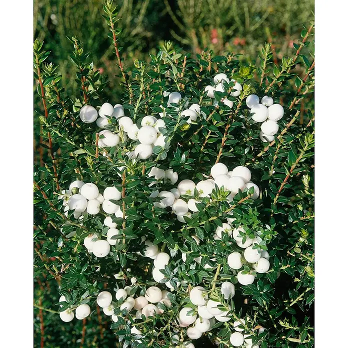 Pflanzen für dich Scheinbeere 20-25 cm - Gaultheria itoana - Pflanze mit kleinen grünen Blättern und Trauben leuchtend weißer Beeren.