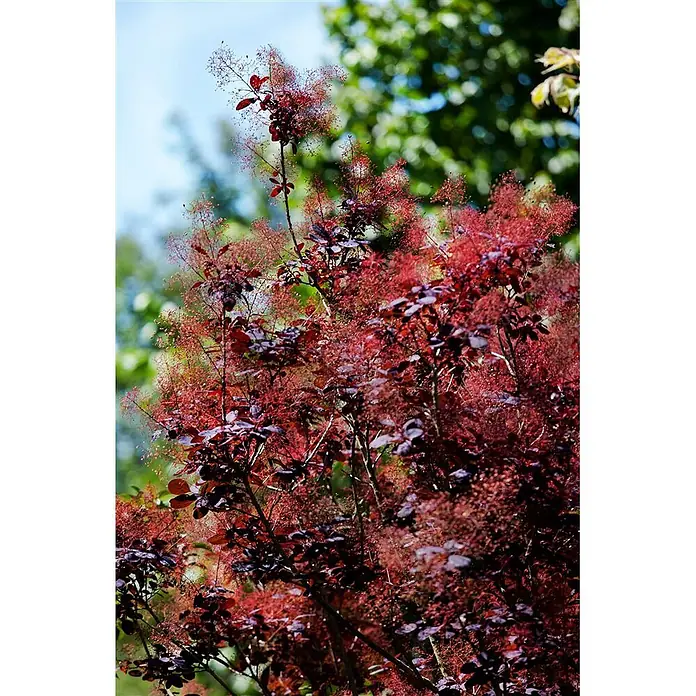 Pflanzen für dich Perückenstrauch 60-80 cm - Cotinus coggygria 'Royal Purple', 60 cm - 80 cm - Ein lebhafter Perückenstrauch mit tiefrot-violetten Blättern und zarten, federartigen rot-rosa Blüten.