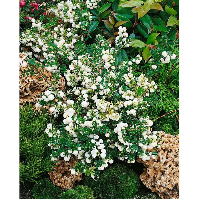 Pflanzen für dich Scheinbeere 20-25 cm - Gaultheria itoana - Grüne Pflanze dicht bedeckt mit kleinen, kugelförmigen weißen Beeren, umgeben von anderen Gartenpflanzen und Ziersteinen.