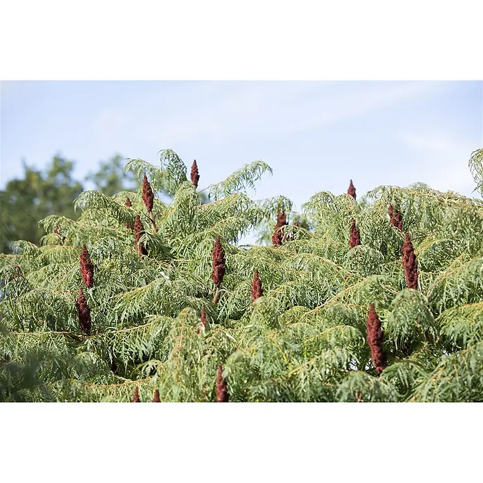 Pflanzen für dich Perückenstrauch 60-80 cm - Rhus typhina 'Dissecta', 60 cm - 80 cm - Nahaufnahme eines Essigbaums mit grünen, tief gelappten Blättern und filzigen, rotbraunen, kegelförmigen Fruchtständen.