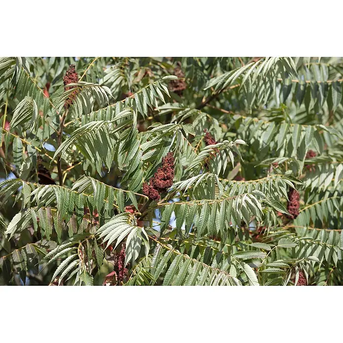 Pflanzen für dich Perückenstrauch 60-80 cm - Rhus typhina 'Dissecta', 60 cm - 80 cm - Grüne Blätter und rötlich-braune Fruchtstände einer Sumachpflanze.