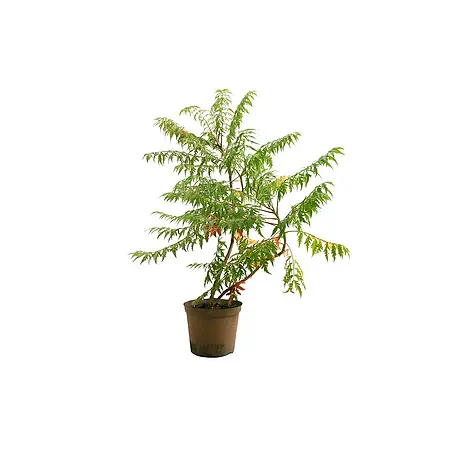 Pflanzen für dich  Perückenstrauch 60-80 cm
