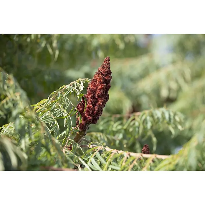 Pflanzen für dich Perückenstrauch 60-80 cm - Rhus typhina 'Dissecta', 60 cm - 80 cm - Flauschiger, dunkelroter Sumach-Fruchtstand umgeben von grünen Blättern.