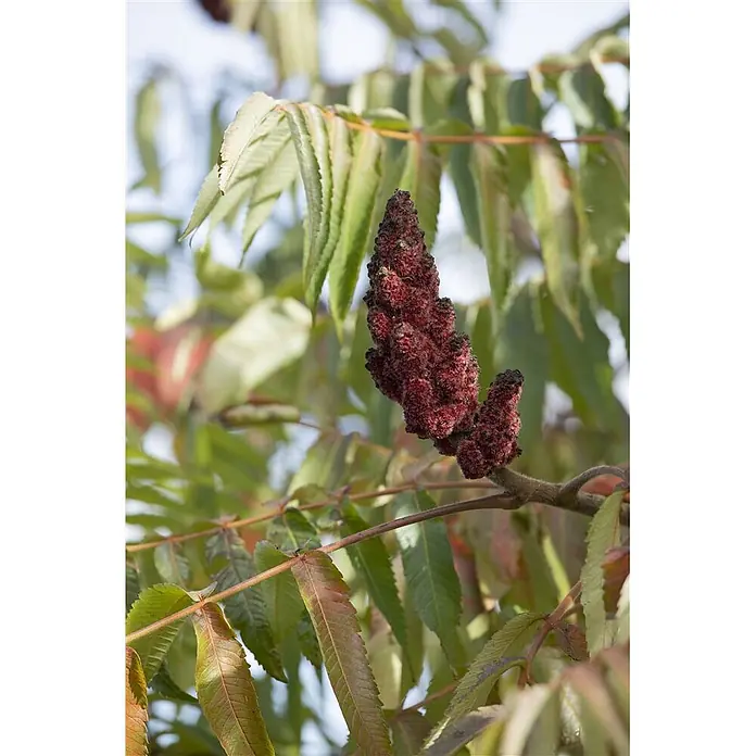Pflanzen für dich Perückenstrauch 60-80 cm - Rhus typhina 'Dissecta', 60 cm - 80 cm - Rote, kegelförmige Fruchtstände einer Essigbaum-Pflanze mit grünen Blättern.