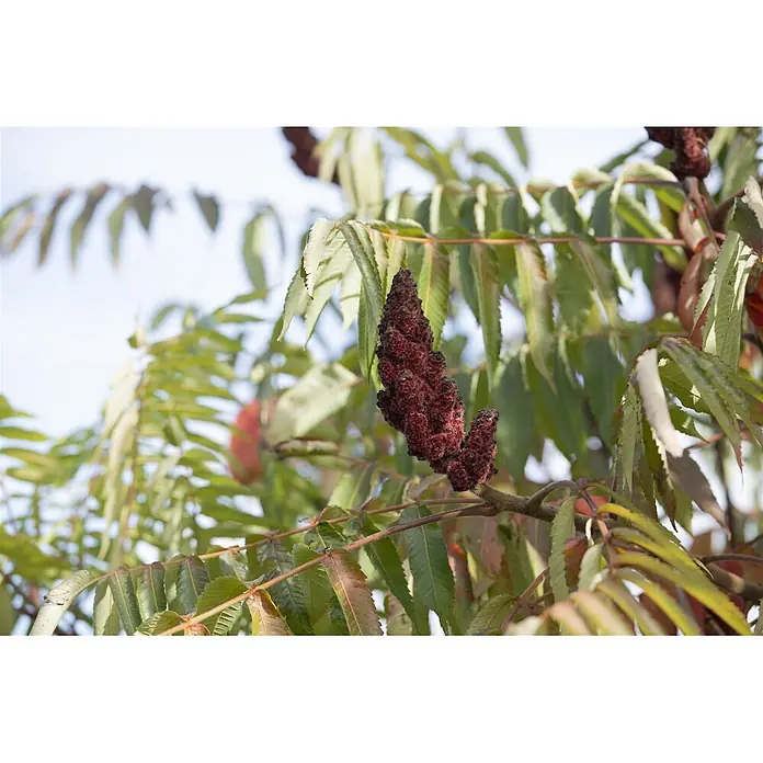 Pflanzen für dich Perückenstrauch 60-80 cm - Rhus typhina 'Dissecta', 60 cm - 80 cm - Sumach-Zweig mit grünen Blättern und einer konischen Ansammlung flaumiger, dunkelroter Beeren.