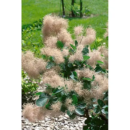 Pflanzen für dich  Perückenstrauch 40-60 cm