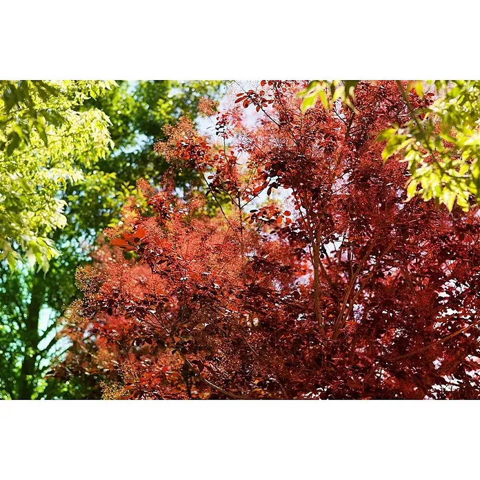 Pflanzen für dich Perückenstrauch 40-60 cm - Cotinus coggygria 'Royal Purple', 40 cm - 60 cm - Ein lebhafter rotblättriger Baum mit federartigen Blüten vor einem Hintergrund aus hellem Grün unter blauem Himmel.