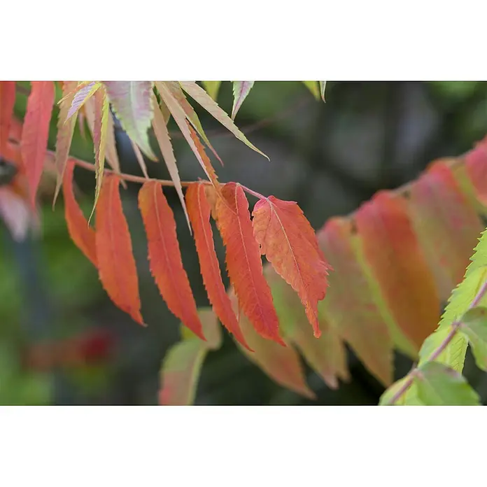 Pflanzen für dich Perückenstrauch 80-100 cm - Rhus typhina, 80 cm - 100 cm - Lebendige Herbstblätter in Rot-, Orange- und Grüntönen an einem Ast.