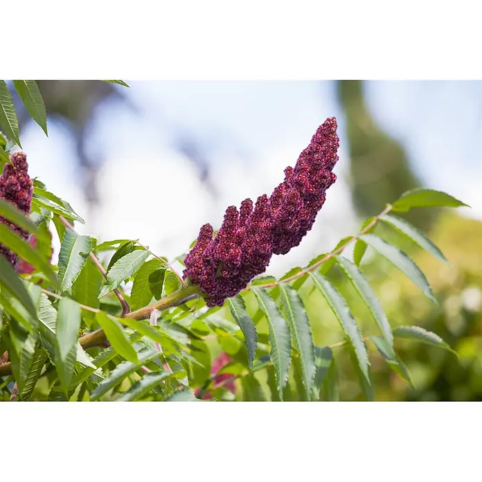 Pflanzen für dich Perückenstrauch 80-100 cm - Rhus typhina, 80 cm - 100 cm - Nahaufnahme einer pelzigen, tiefroten Sumachblütenrispe mit grünen Blättern.