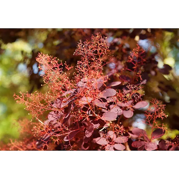 Pflanzen für dich Perückenstrauch 40-60 cm - Cotinus coggygria 'Royal Purple', 40 cm - 60 cm - Zweig eines Perückenstrauchs (Cotinus) mit rot-violetten Blättern und zarten, fedrigen roten Blüten.