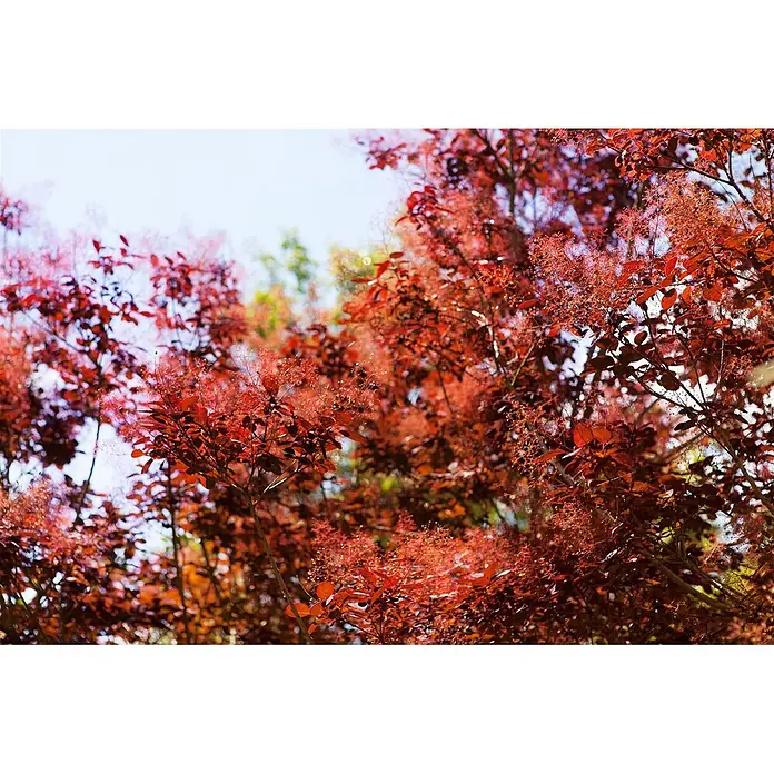 Pflanzen für dich Perückenstrauch 40-60 cm - Cotinus coggygria 'Royal Purple', 40 cm - 60 cm - Leuchtend rot-violetter Perückenstrauch mit dichtem Laub und zarten, federartigen, rötlich-rosa Blütenständen vor hellem Himmel.
