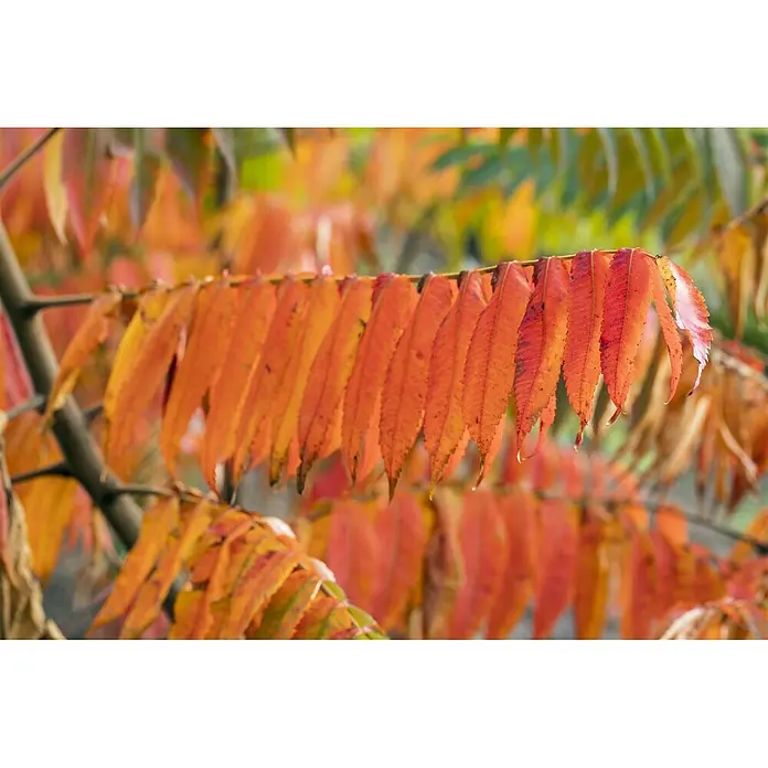 Pflanzen für dich Perückenstrauch 80-100 cm - Rhus typhina, 80 cm - 100 cm - Leuchtend orange und rote Herbstblätter zeigen satte Herbstfarben und schaffen eine lebendige Naturkulisse.