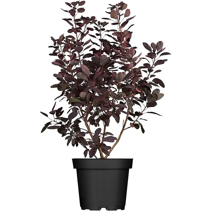 Pflanzen für dich Perückenstrauch 40-60 cm - Cotinus coggygria 'Royal Purple', 40 cm - 60 cm - Dunkelrotlaubige Pflanze in einem schwarzen Topf.