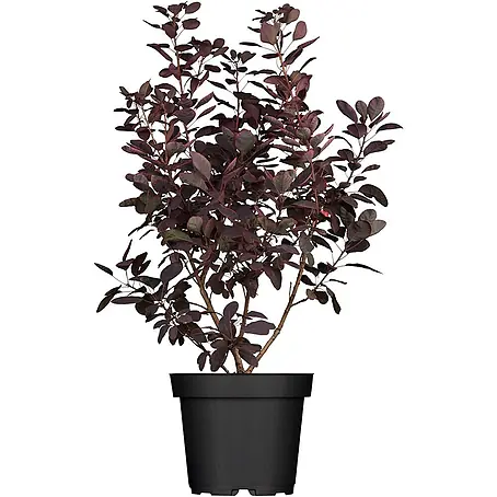 Pflanzen für dich  Perückenstrauch 40-60 cm