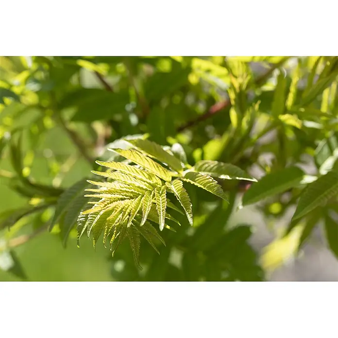 Pflanzen für dich Perückenstrauch 80-100 cm - Rhus typhina, 80 cm - 100 cm - Nahaufnahme von leuchtend grünen jungen Blättern an einem Ast, die neues Wachstum zeigen.