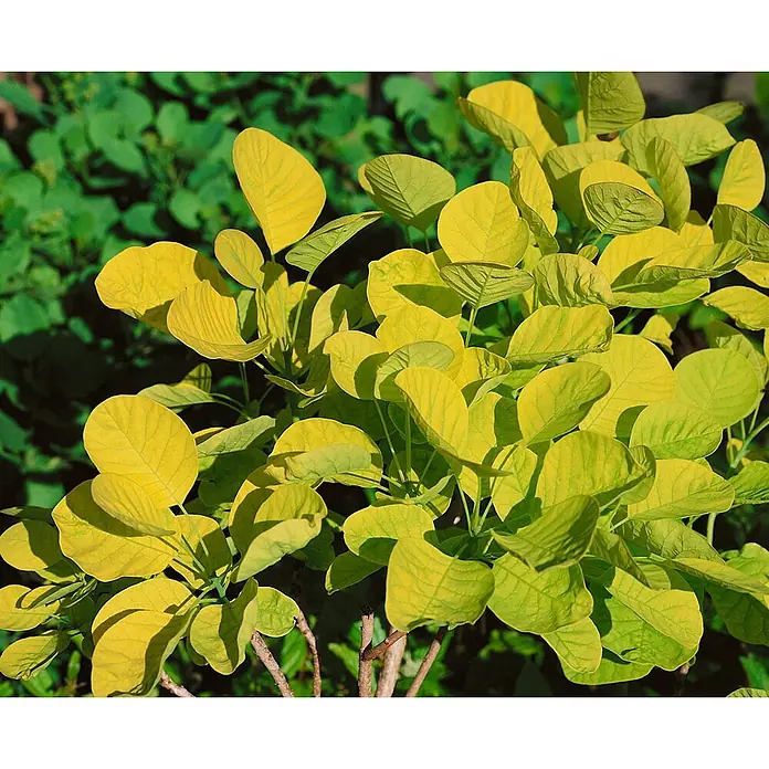 Pflanzen für dich Perückenstrauch 100-125 cm - Cotinus coggygria 'Golden Spirit', 100 cm - 125 cm - Pflanze mit leuchtend gelb-grünen, ovalen Blättern.