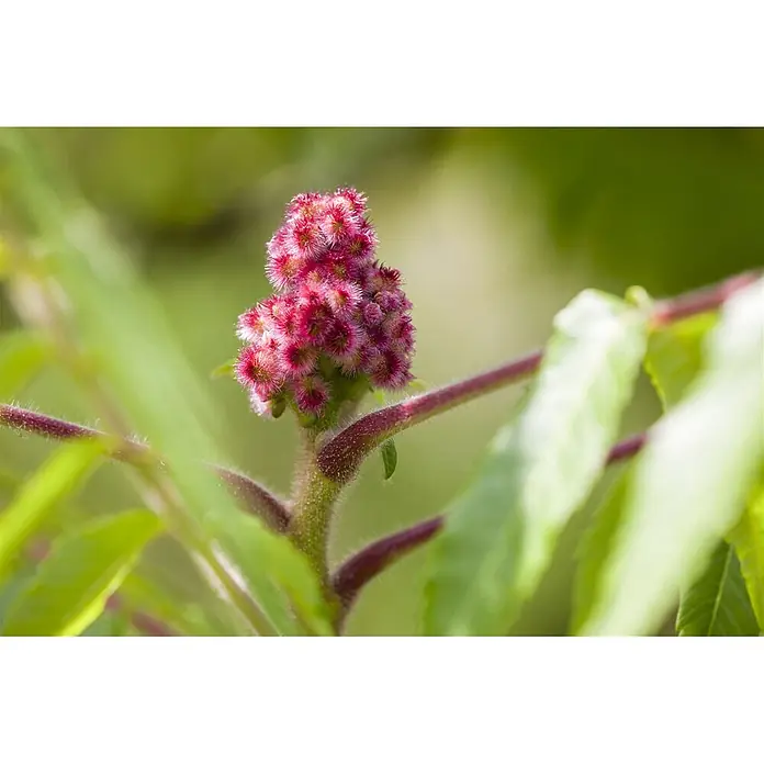 Pflanzen für dich Perückenstrauch 80-100 cm - Rhus typhina, 80 cm - 100 cm - Flauschige rot-pinke Blütenrispe an einem dunkelroten behaarten Stiel.