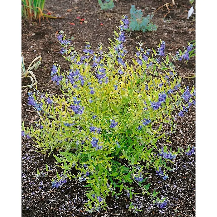 Pflanzen für dich Bartblume 30-40 cm - Caryopteris × clandonensis 'Worcester Gold' - Ein leuchtender Strauch mit hellgelb-grünen Blättern und Büscheln kleiner lila-blauer Blüten in einem gemulchten Beet.