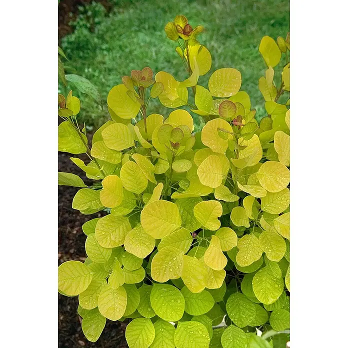 Pflanzen für dich Perückenstrauch 100-125 cm - Cotinus coggygria 'Golden Spirit', 100 cm - 125 cm - Helle gelb-grüne Pflanze mit runden Blättern und rötlichem Neuaustrieb, bedeckt mit Wassertropfen.