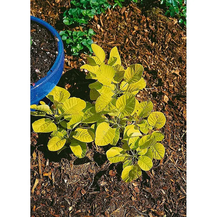 Pflanzen für dich Perückenstrauch 100-125 cm - Cotinus coggygria 'Golden Spirit', 100 cm - 125 cm - Leuchtend gelb-grüne Pflanze mit breiten Blättern und Wassertropfen in Rindenmulch neben einem blauen Topf.