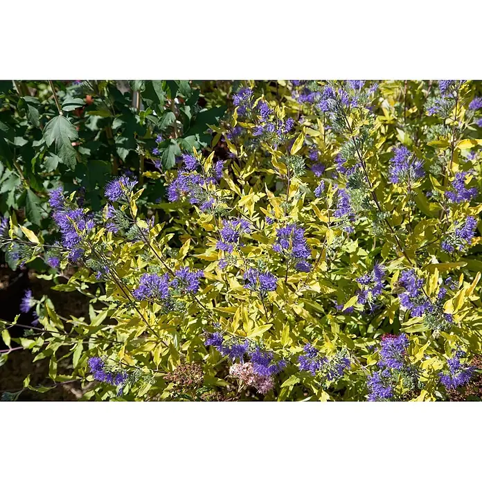 Pflanzen für dich Bartblume 30-40 cm - Caryopteris × clandonensis 'Worcester Gold' - Eine leuchtende Pflanze mit goldgelben Blättern und Büscheln auffälliger purpurblauer Blüten.