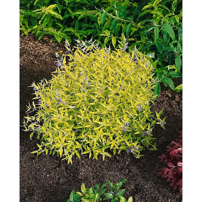 Pflanzen für dich Bartblume 30-40 cm - Caryopteris × clandonensis 'Worcester Gold' - Leuchtend gelbgrüner Strauch mit kleinen blau-violetten Blüten im Garten.