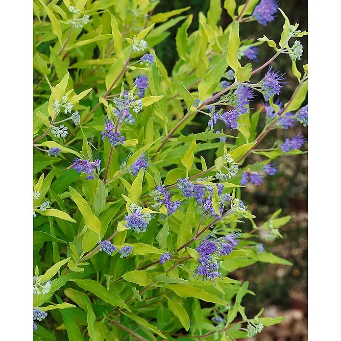 Pflanzen für dich Bartblume 30-40 cm - Caryopteris × clandonensis 'Worcester Gold' - Eine lebendige Pflanze mit gelb-grünen Blättern und Trauben kleiner lila-blauer Blüten.