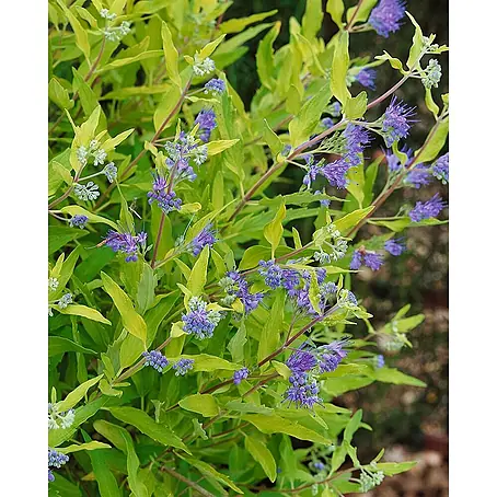 Pflanzen für dich  Bartblume 30-40 cm