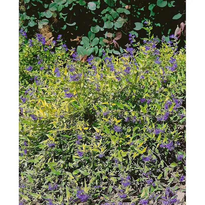Pflanzen für dich Bartblume 30-40 cm - Caryopteris × clandonensis 'Worcester Gold' - Buschige Pflanze mit leuchtend violetten Blüten und panaschierten grün-gelben Blättern.