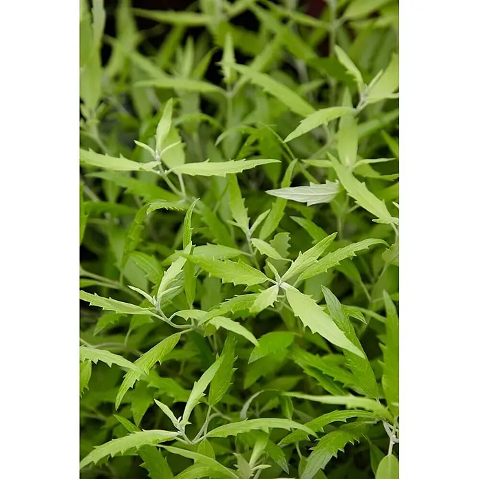 Pflanzen für dich Bartblume 30-40 cm - Caryopteris × clandonensis 'Worcester Gold' - Hellegrüne Pflanze mit länglichen, gezackten Blättern in dichtem Wuchs.