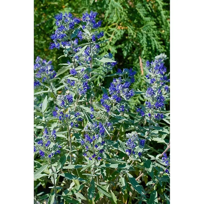 Pflanzen für dich Bartblume 40- 60 cm - Caryopteris clandonensis 'Dark Knight' - Buschige Pflanze mit leuchtend blauen Blüten und silbrig-grünem Laub.