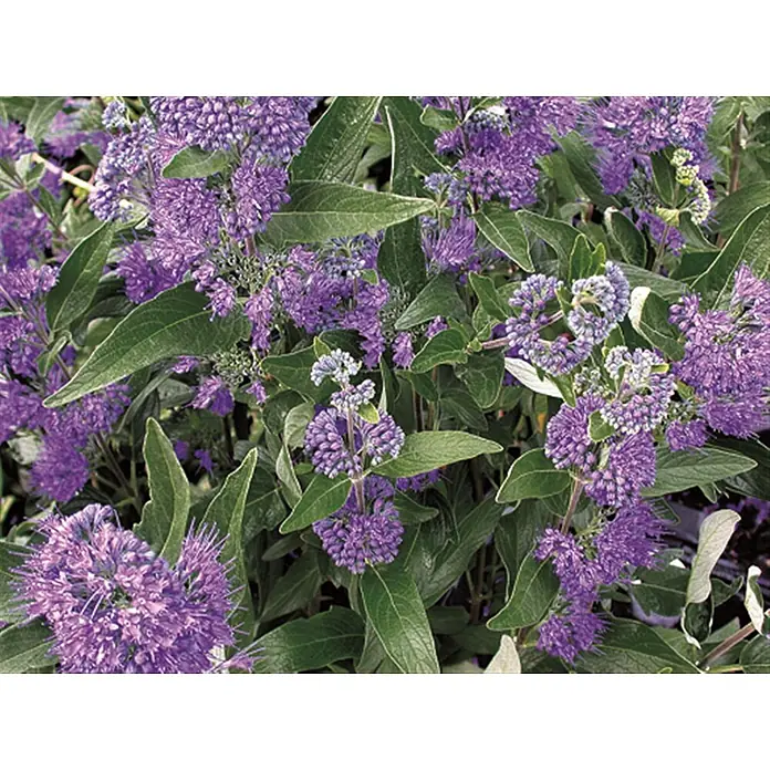 Pflanzen für dich Bartblume 40- 60 cm - Caryopteris clandonensis 'Dark Knight' - Nahaufnahme eines Strauchs mit leuchtend lila-blauen Blüten in dichten Büscheln und dunkelgrünen Blättern.