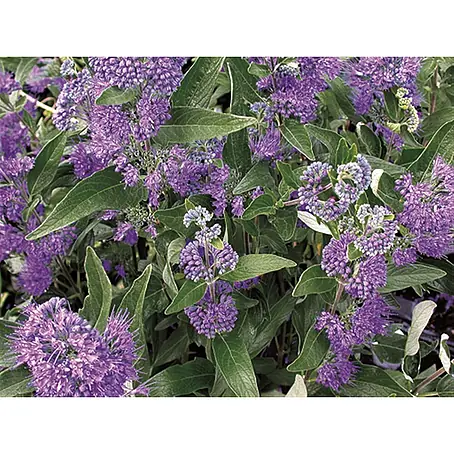 Pflanzen für dich  Bartblume 40- 60 cm