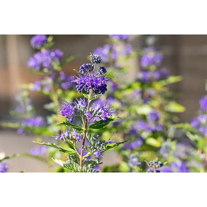Pflanzen für dich Bartblume 25-30 cm - Caryopteris clandonensis 'First Blue' - Leuchtend violette Blüten an einem grünen Stiel, blühend in einer Gartenumgebung.