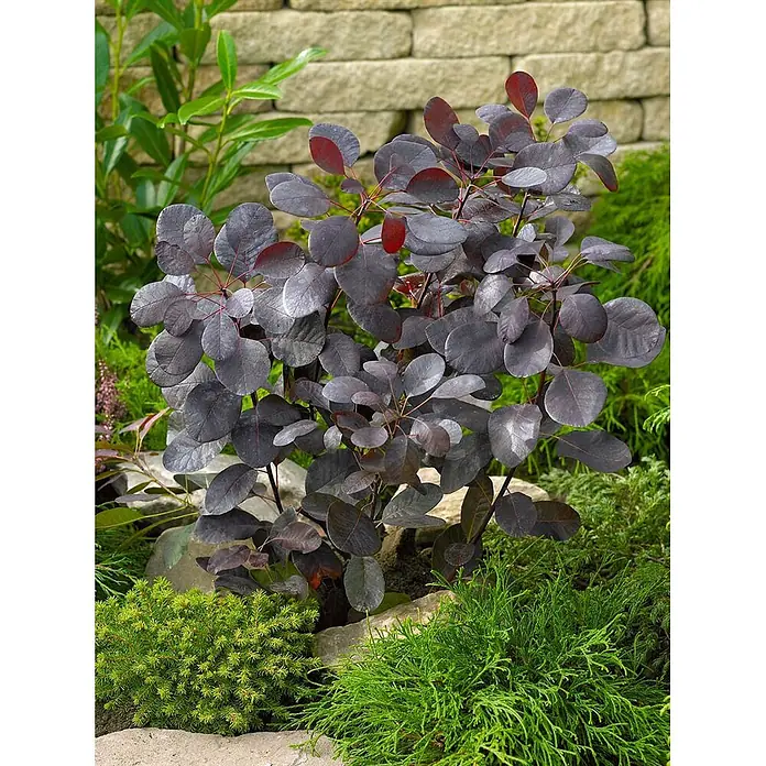 Pflanzen für dich Perückenstrauch 40-60 cm - Cotinus coggygria 'Dusky Maiden', 40 cm - 60 cm - Kompakte purpurrote Perückenstrauchpflanze mit rötlichen Jungblättern in einem Garten mit Grünpflanzen.