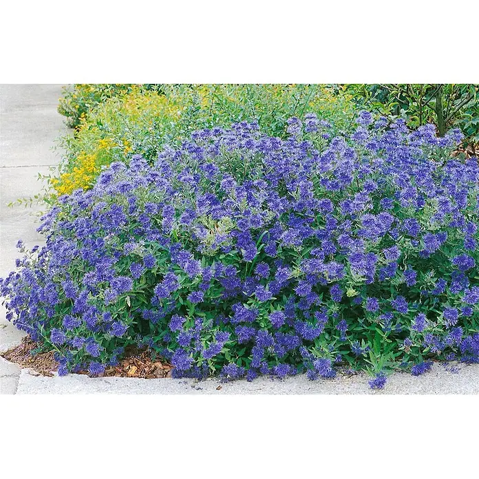 Pflanzen für dich Bartblume 40-60 cm - Caryopteris × clandonensis 'Blue Balloon' - Ein dichter Busch leuchtend blauer Blüten, der neben einem gepflasterten Weg mit grünem und gelbem Laub im Hintergrund blüht.