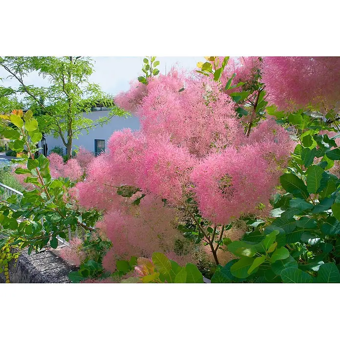 Pflanzen für dich Perückenstrauch 40-60 cm - Cotinus coggygria 'Smokey Joe', 40 cm - 60 cm - Perückenstrauch mit wolkenartigen rosa Blütenständen und üppig grünen Blättern in einem Garten.