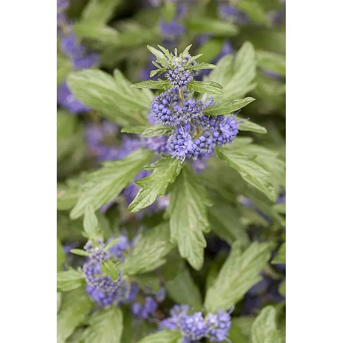 Pflanzen für dich Bartblume 40-60 cm - Caryopteris × clandonensis 'Blue Balloon' - Nahaufnahme einer lebhaften Pflanze mit Büscheln kleiner violett-blauer Blüten und gezackten grünen Blättern.