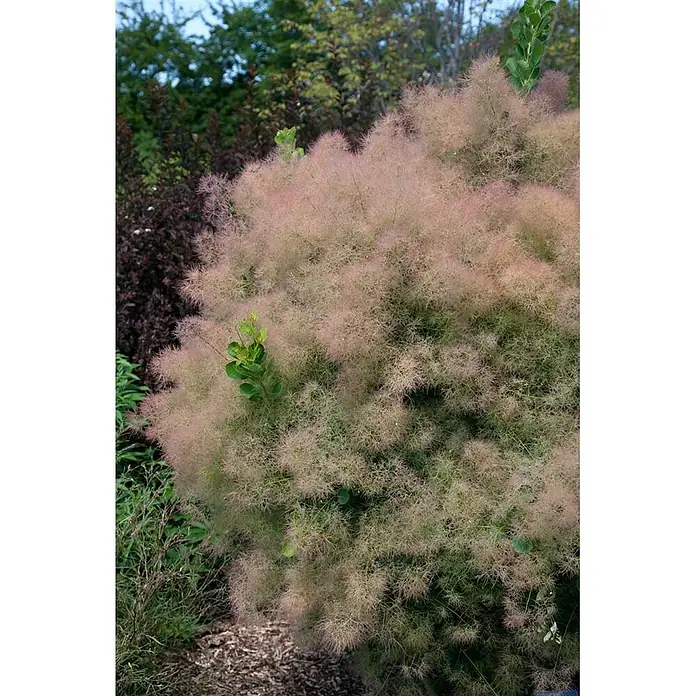 Pflanzen für dich Perückenstrauch 40-60 cm - Cotinus coggygria 'Young Lady', 40 cm - 60 cm - Perückenstrauch (Cotinus coggygria) mit flauschigen, rosa-violetten Blütenständen und grünen Blättern.