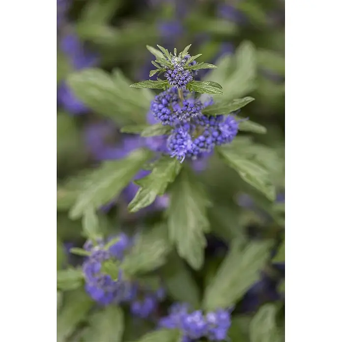Pflanzen für dich Bartblume 40-60 cm - Caryopteris clandonensis 'Kew Blue' - Nahaufnahme einer Pflanze mit leuchtend violett-blauen Blütenständen und grünen gezackten Blättern.