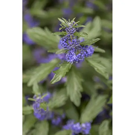 Pflanzen für dich  Bartblume 40-60 cm